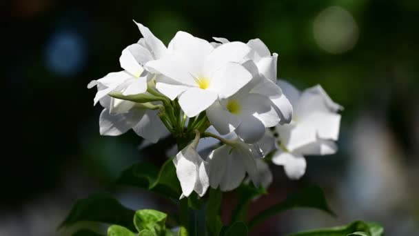 Cerca Plumeria Rubra Flor Blanca — Vídeo de stock