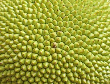 Hala genç olan Jackfruit dokusu Bali halkı için sık sık sebze olarak kullanılır.