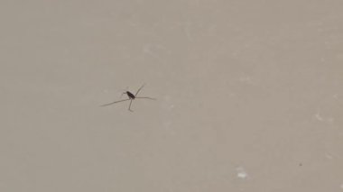 Gerridae (Anggang-anggang veya Anco-anco) böceklerin suda yürüme yeteneği