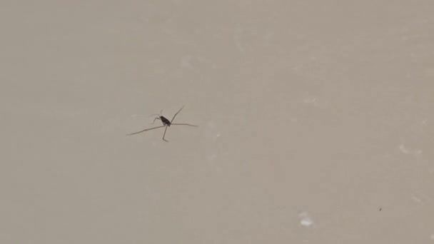Gerridae Anggang Anggang或Anco Anco 昆虫在水中行走的能力 — 图库视频影像