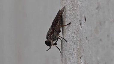 Karasinek veya Musca Domestica veya Sarcophaga carnaria, Lalat