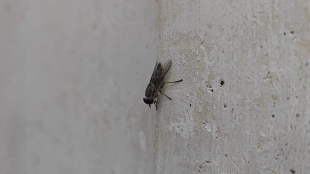 Mosca Doméstica Musca Domestica Sarcophaga Carnaria Lalat — Vídeo de stock
