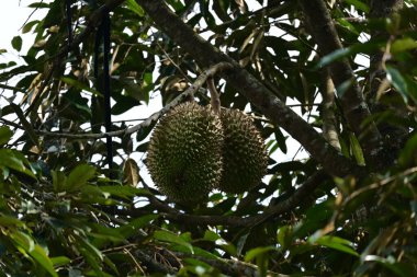 Durian meyve bahçesindeki Durian ağacındaki Durianlar, bulanık arkaplan