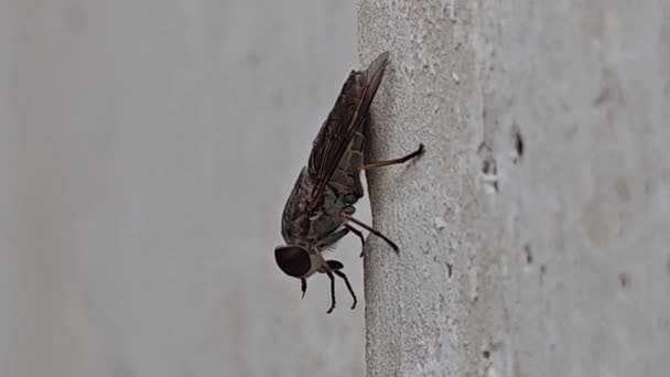 Housefly Musca Domestica Sarcophaga Carnaria Lalat Macro Photogarphy — Stock Video