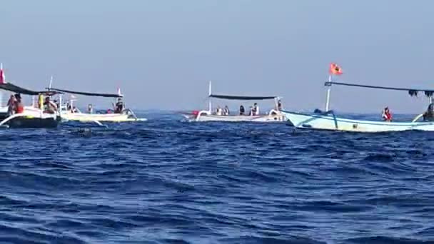 2023년 26일 러비나 인도네시아에서 투어를 관람하는 돌고래 — 비디오