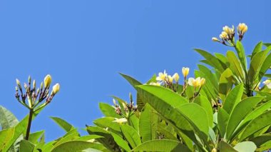 Sarı Plumeria Rubra (Kamboja) çiçekleri parlak mavi gökyüzü arkaplanlı