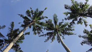 Mavi gökyüzüne karşı yeşil hindistan cevizi palmiyesi ağaçları, düşük açılı çekim yazları ve tropik plaj konsepti