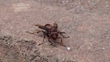 Kırmızı Yaban Arısı Polistes Carolina, kusurlu kanatlardan dolayı uçamaz.