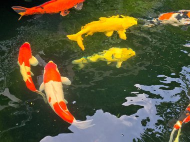 Koi balığı ya da Japon koi balığı ya da yeşil bir gölde yüzen süslü sazan balığı.