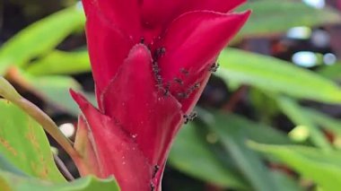 Kırmızı çiçeklerdeki siyah karıncalar