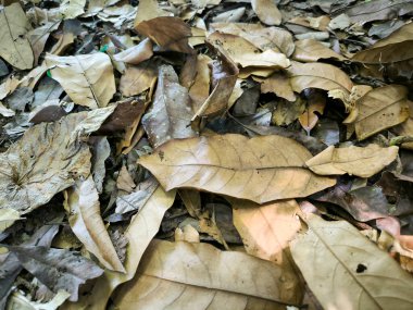 Yerdeki kuru yapraklar, yukarıdan bakıldığında, yukarıdan bakıldığında, doğal arka plan kavramı