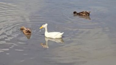 Göllerde yüzen ördekler yiyecek arıyorlar.