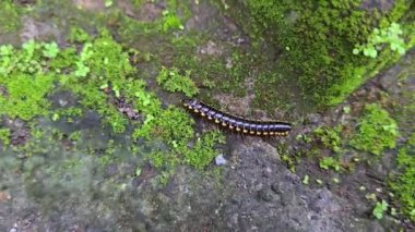 Sarı benekli, kayganlaştırıcı, keltoş ya da kırkayak siyahı evin bahçesinde yürür.