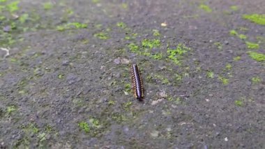 Sarı benekli, kayganlaştırıcı, keltoş ya da kırkayak siyahı evin bahçesinde yürür.