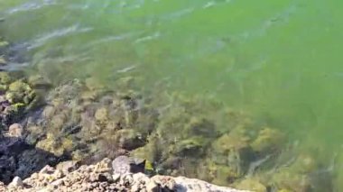 Kayaların kenarındaki yeşil gölden gelen küçük dalgalar.