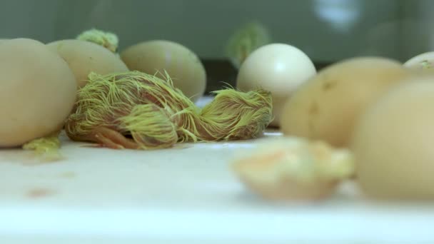 Chick Incubator Has Just Hatched Newborn Chick Incubator Trying Stand — Vídeo de Stock