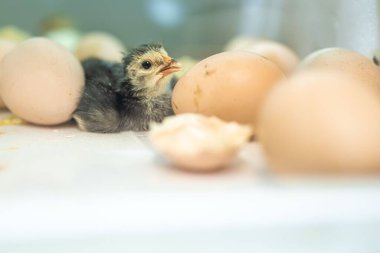 a black chick with yellow patterns in an incubator that has just hatched.a chick in an incubator surrounded by eggs.the newborn chick waits for the other chicks to hatch.the first-born chick.egg shell