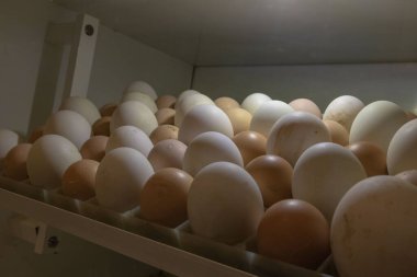 Kuluçka makinesindeki yumurtaların yakın plan fotoğrafı. Ördek ve tavuk yumurtalarını kuluçkaya yatır.