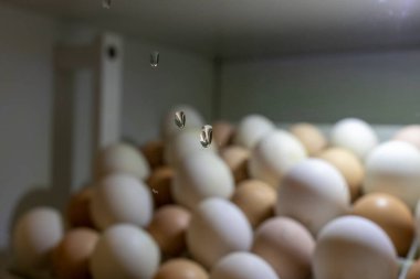 Kuluçka makinesinin camındaki su damlacıkları, yoğunlaşma. Bulanık arka planda kuluçka makinesindeki yumurtalar var.