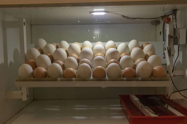 Kuluçkada yumurtalar. Yavruların ve ördeklerin yumurtadan çıkmasını bekliyorlar. evcil yumurta