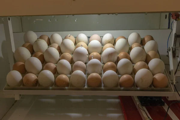 Kuluçka makinesinde yumurta. Ördek ve tavuk yumurtası. büyük ve küçük yumurtalar