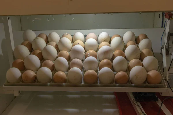 Eieren Incubator Eend Kippeneieren Incubator Grote Kleine Eieren Stockfoto