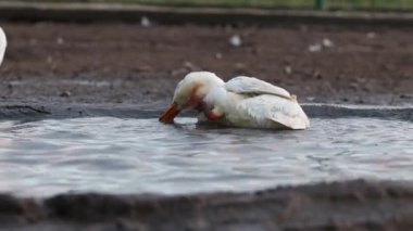 the white duck swims. close-up shot of a duck swimming and enjoying diving. a domestic duck swims in a small artificial lake in the orchard of the family home.