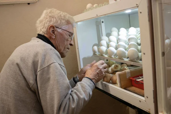 an old man, a pensioner, checks the eggs in the incubator. He carefully looks and checks that everything is okay with the eggs and chicks in the incubator that have just hatched.