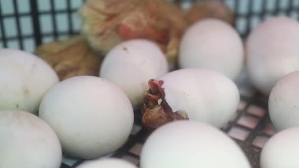 Eggs Ducks Incubator Duck Trying Get Out Egg Shell Duck — Stock videók