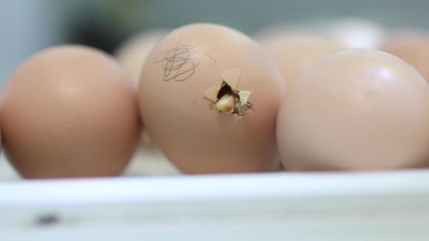 Kelahiran Anak Ayam Kecil Kuning Keluar Dari Telur Nya Dalam — Stok Video