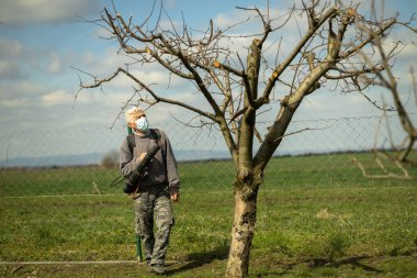 Yaşlı işçi, koruyucu maskeli emekli meyve ağaçlarını meyve bahçesine serpiştiriyor. Zehirli kimyasallarla sağlık ve koruma.