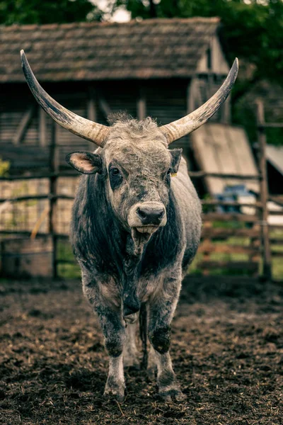 Vit Buffel Står Leran Farm Vit Front Fotografering Vit Buffel — Stockfoto