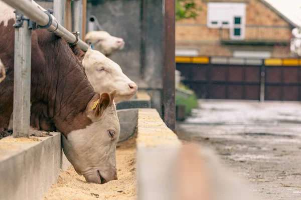 Granja Lechera Ganado Simmental Vacas Alimentadas Granja —  Fotos de Stock