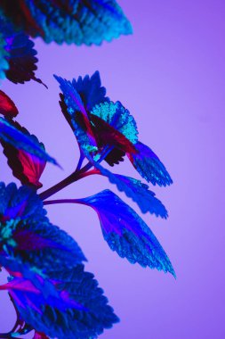 mavi ve kırmızı renkli ısırgan otu yeşil parıldıyor. Ultraviyole ışığa benziyor.. 