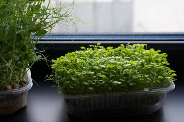 Arugula mikro yeşillikleri karanlık bir pencere pervazında plastik bir kapta.