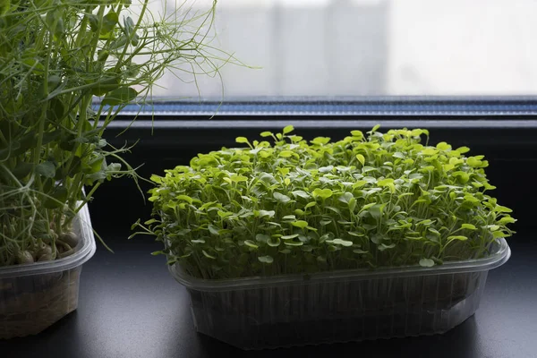 Arugula mikro yeşillikleri karanlık bir pencere pervazında plastik bir kapta.