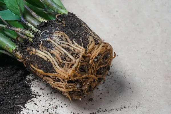 Ev bitkisi Zamioculcas naklediliyor, açık çiçek kökleri