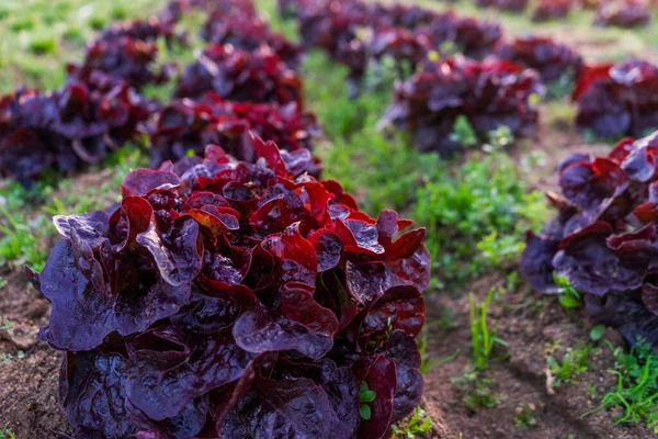 Beautiful Sunrise Field Red Lettuce — Stock Photo, Image