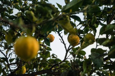 Ağaçtaki olgun limonlardan güzel bir seçim.