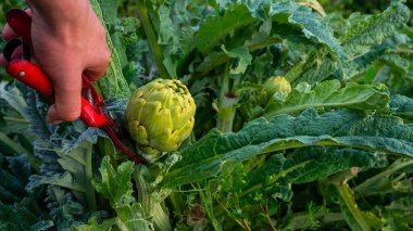 Meyveli enginar kesime hazır.