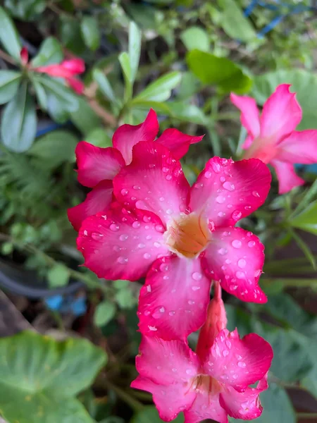 Evin önüne dikilmiş güzel pembe çiçekler. Odaklanamayan arka planda.