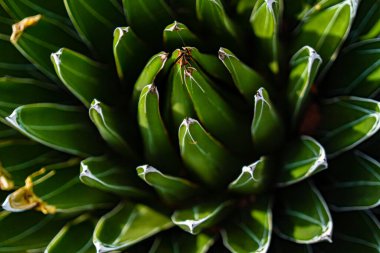 Dikey yeşil yaprakların zirvesinden bir bitkinin makro detayı, ucu keskin ve ilk odaklanmış.