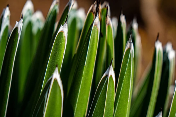 Macro Detail Vertical Green Leaves Sharp Tip Focused First — Stock Photo, Image