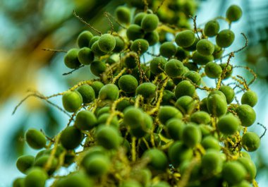 Uçan veya suda yüzen atomlara benzeyen yabani yeşil meyveler..