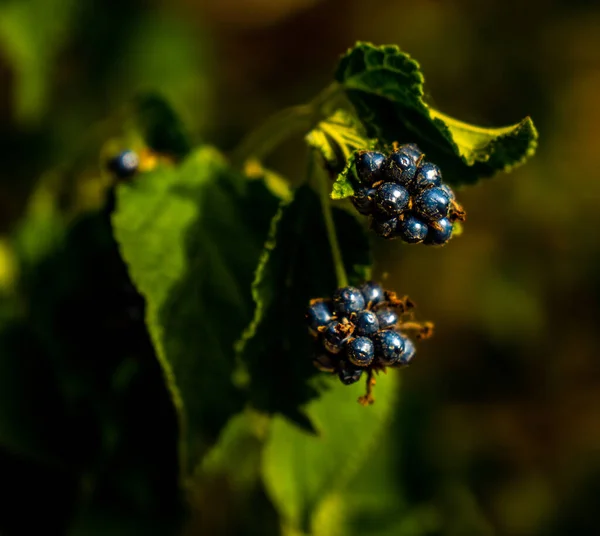 Detalhe Macro Frutas Roxas Selvagens Com Folhas Verdes Fora Foco — Fotografia de Stock