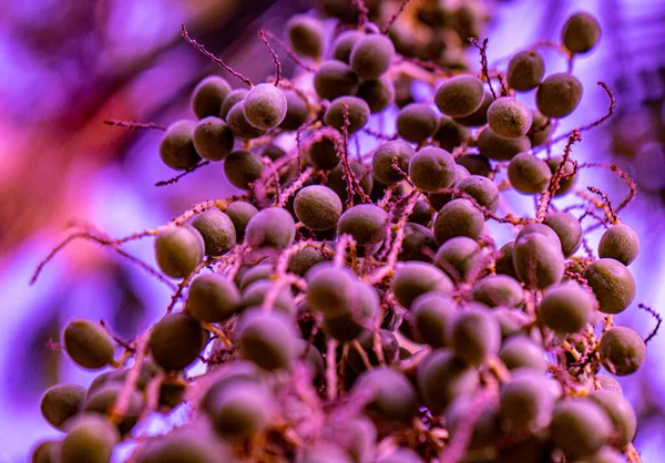 水の中を飛んだり浮いている原子に似た野生の紫色の果実 — ストック写真