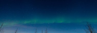 Green and purple northern lights in iceland with the sky bluish by the moon and trees silhouettes.