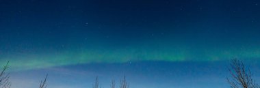 Green and purple northern lights in iceland with the sky bluish by the moon and trees silhouettes.