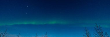 Green and purple northern lights in iceland with the sky bluish by the moon and trees silhouettes.