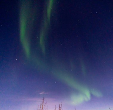 Green and purple northern lights between the silhouette of two trees in iceland with the sky bluish by the moon